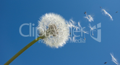 Pusteblume