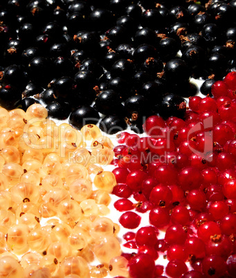 Johannisbeeren