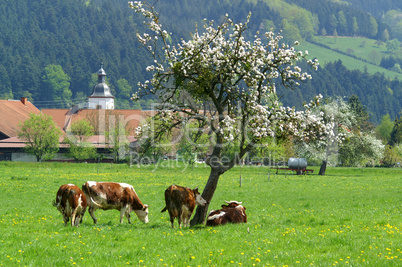 Schwarzwaldkühe