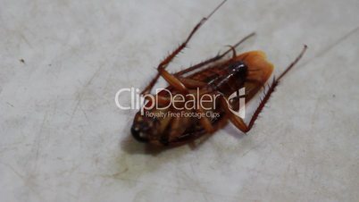 dying cockroach