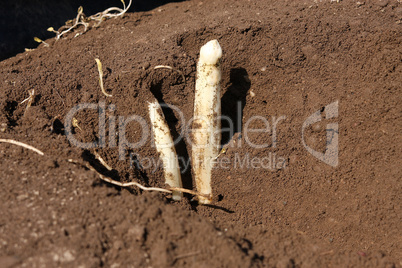 Frischer Spargel