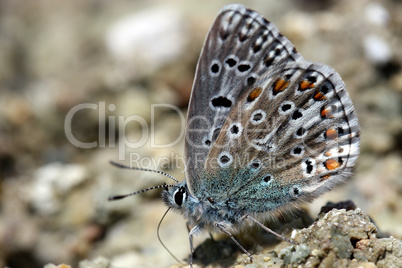 Schmetterling