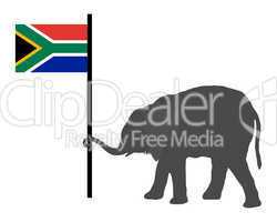 Elefantenjunges mit Südafrikaflagge