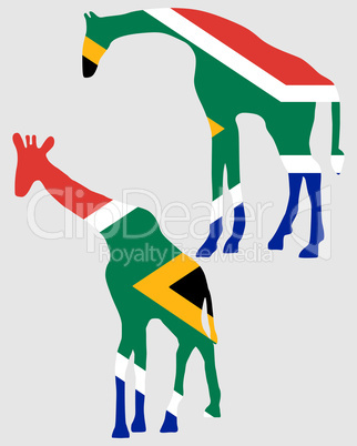 Giraffen mit Südafrikaflagge