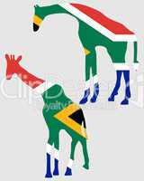 Giraffen mit Südafrikaflagge