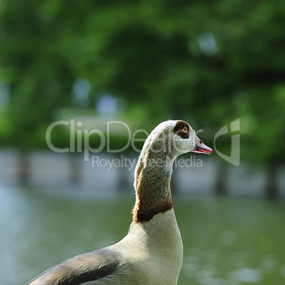 nilgans 1