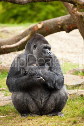 Gorilla man closing his eyes