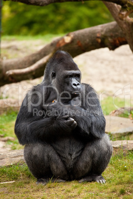 Gorilla male