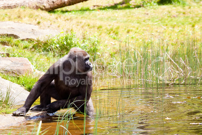 Female gorilla