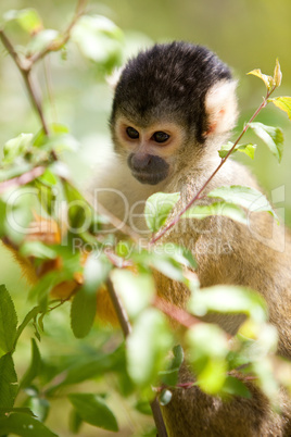 Squirrel monkey