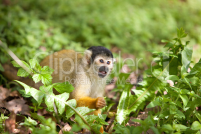 Squirrelmonkey