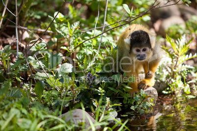 Cute young squirrelmonkey