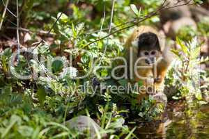 Cute young squirrelmonkey