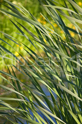 Reeds and flowers on the bank of lake