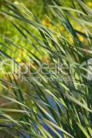 Reeds and flowers on the bank of lake