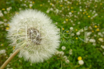 Pusteblume