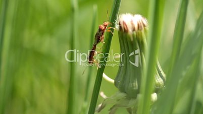 insects mating on a blade of grass