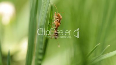 insects mating on a blade of grass