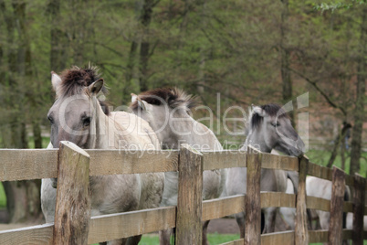 tarpans at a fence