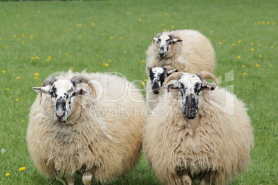 four sheep