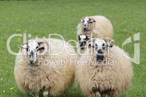 four sheep