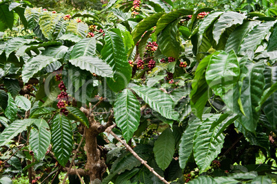 Kaffeeplantage, coffee plantation