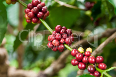 Kaffeepflanze, coffee plant