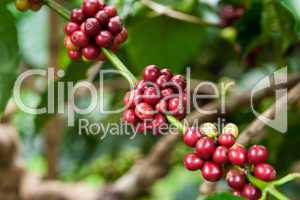 Kaffeepflanze, coffee plant
