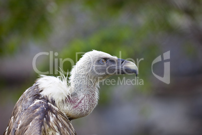 Griffin Vulture with open wing