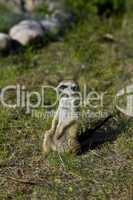 Meerkat - suricate on grass