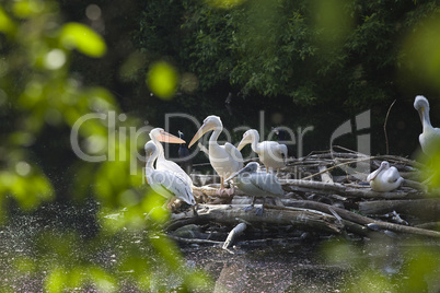 Pelican nest on lake