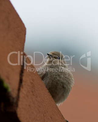 Spatz auf dem Dach