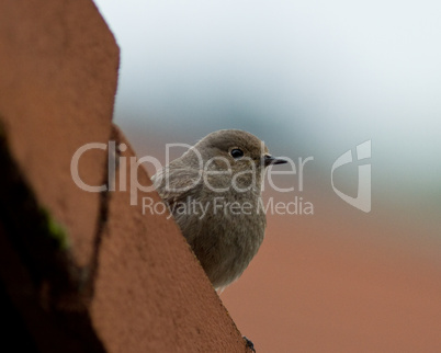 Spatz auf dem Dach