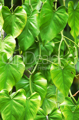 Plants in Yachilan Mexico