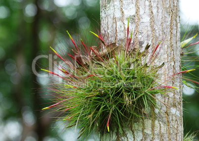 forest flower growing on the tree, Yachilan Mexico