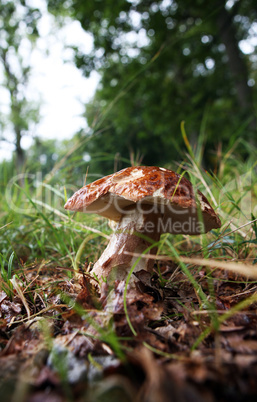 wild growing mushrooms in the grass