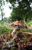 wild growing mushrooms in the grass