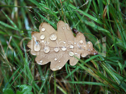 Moisture on dropped leaf lying in grass