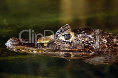 small crocodile head in the wate