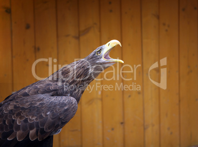 Eagle in the ZOO