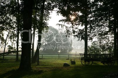 Spooky forest in the morning at the end of summer