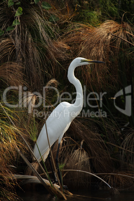 Silberreiher (Casmerodius albus)