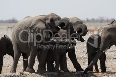 Trinkende Elefanten