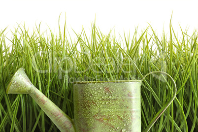 Small watering can with tall grass against white