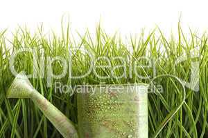 Small watering can with tall grass against white