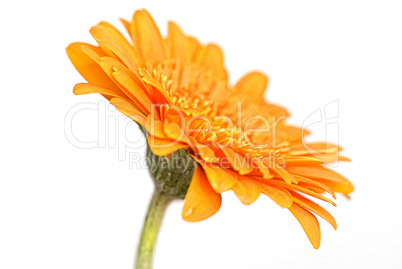 Gerbera