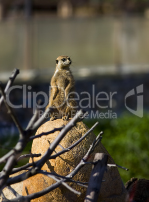 Meerkat - suricate on stone