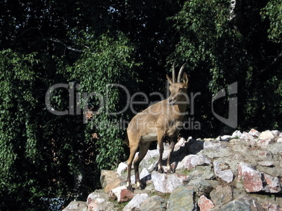 Wild mountain goat