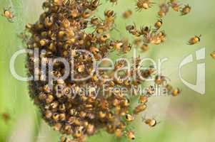 Baby spiders - Araneus