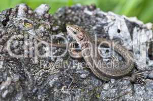 Forest Lizard - Zootoca-vivipara